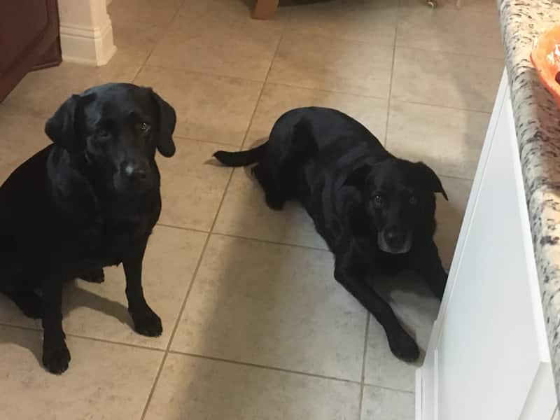 Housesitting assignment in Flower Mound, Texas, United States