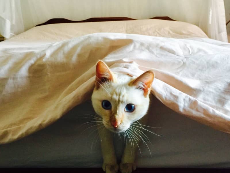 Housesitting assignment in Phnom Penh, Cambodia