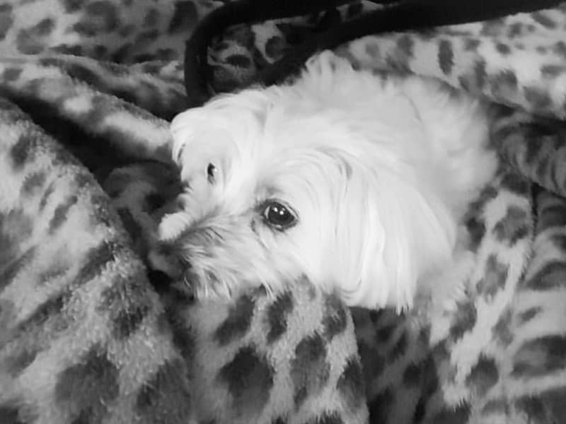 Housesitting assignment in Katoomba, New South Wales, Australia