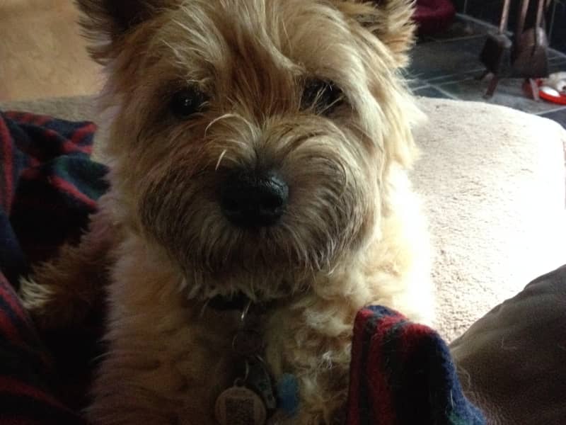 Housesitting assignment in Ottawa, Ontario, Canada