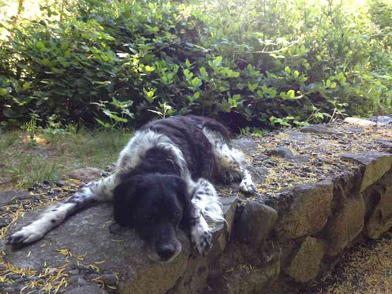 Housesitting assignment in Poulsbo, Washington, United States