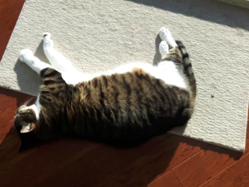 Housesitting assignment in Toronto, Ontario, Canada