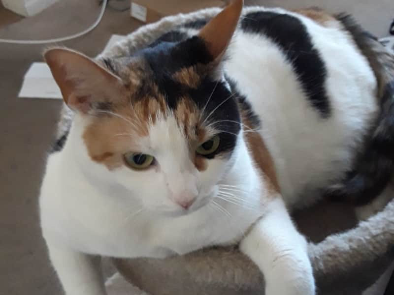 Housesitting assignment in Las Vegas, Nevada, United States