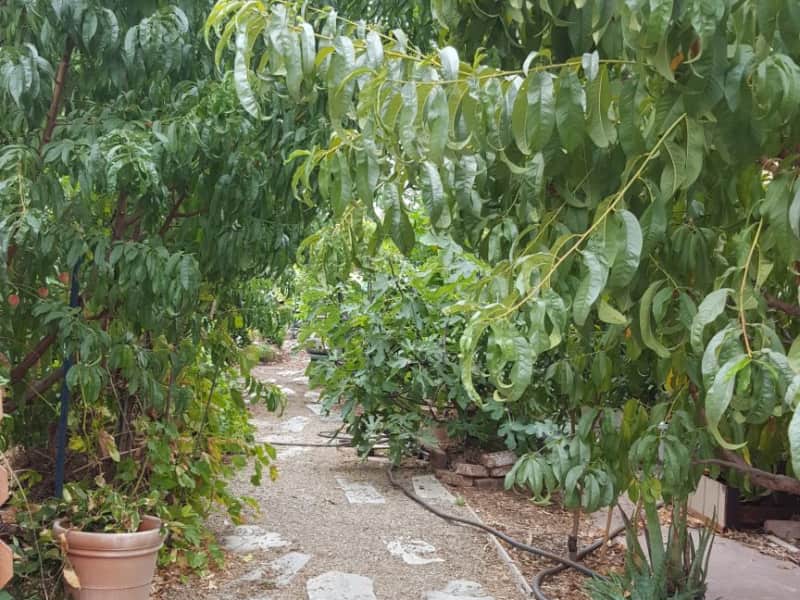 Housesitting assignment in Lodi, California, United States