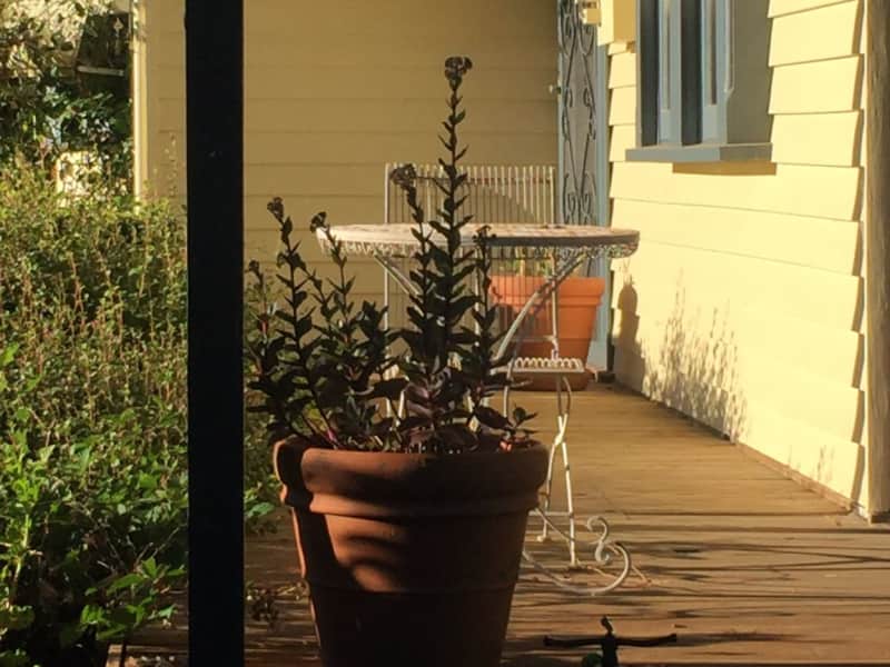Housesitting assignment in Daylesford, Victoria, Australia