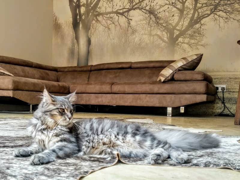 Housesitting assignment in Nairobi, Kenya