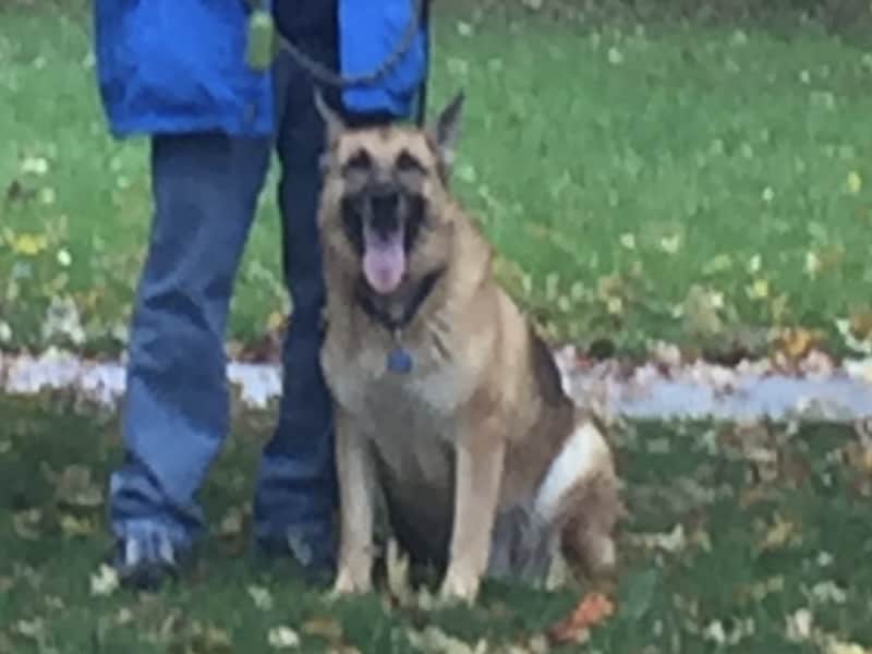 Housesitting assignment in Evanston, Illinois, United States