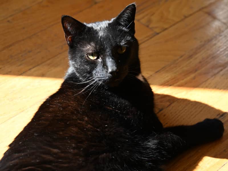 Housesitting assignment in Hamilton, Ontario, Canada