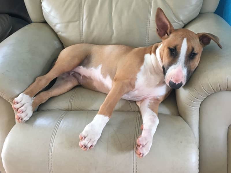 Housesitting assignment in Peachester, Queensland, Australia