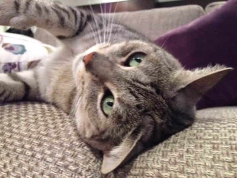 Housesitting assignment in Lane Cove, New South Wales, Australia