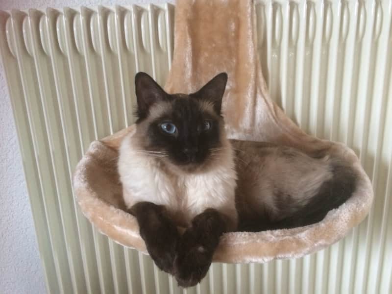 Housesitting assignment in Genève, Switzerland