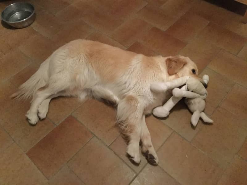 Housesitting assignment in Mèze, France