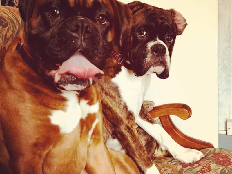 Housesitting assignment in Ravenstone, United Kingdom