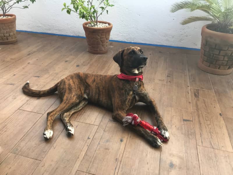 Housesitting assignment in Playa del Carmen, Mexico