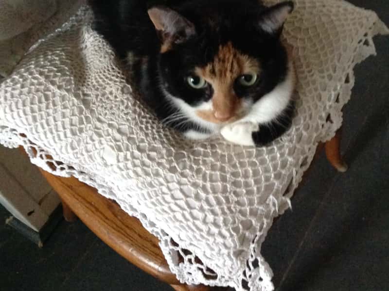 Housesitting assignment in York, United Kingdom