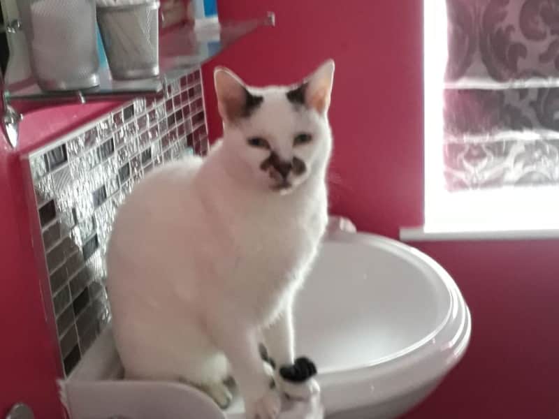 Housesitting assignment in Swindon, United Kingdom
