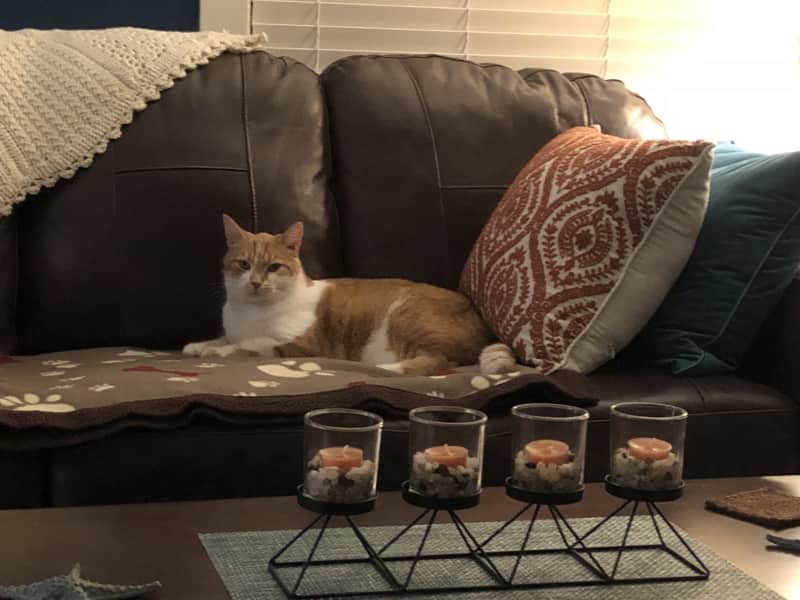 Housesitting assignment in West Kelowna, British Columbia, Canada