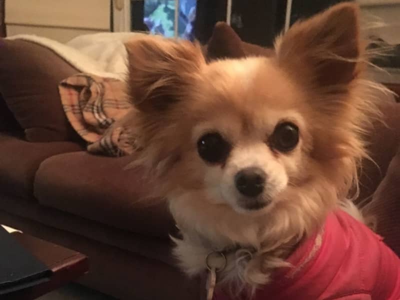 Housesitting assignment in Thornleigh, New South Wales, Australia