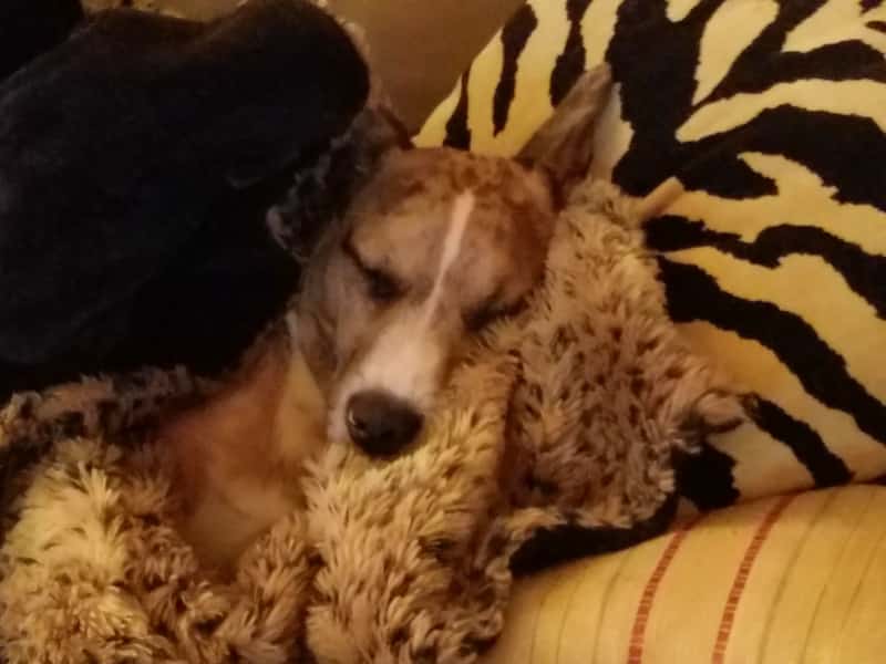 Housesitting assignment in Asheville, North Carolina, United States
