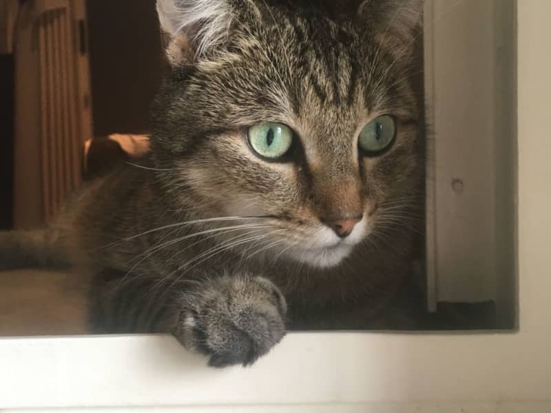 Housesitting assignment in Antwerpen, Belgium