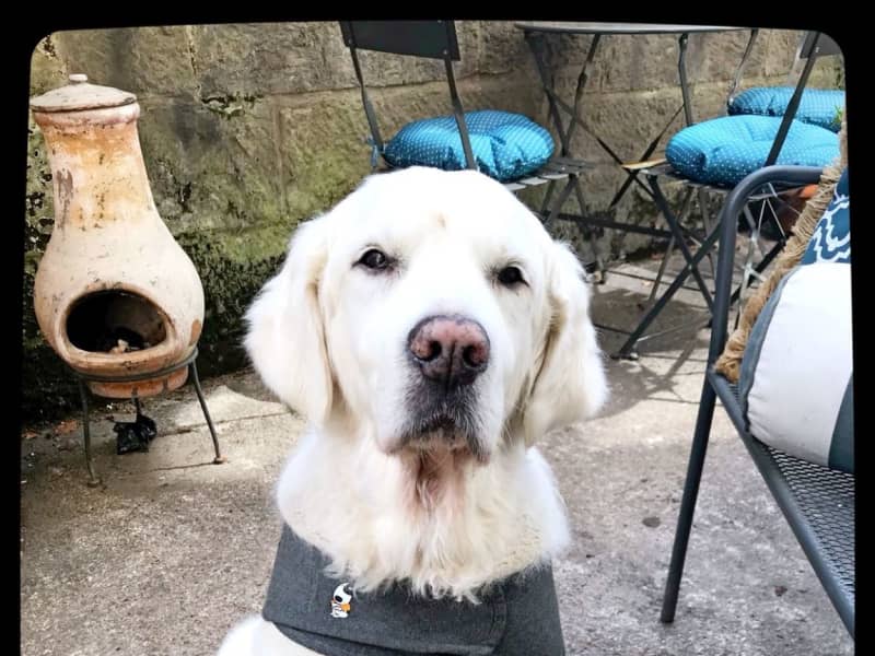 Housesitting assignment in Edinburgh, United Kingdom
