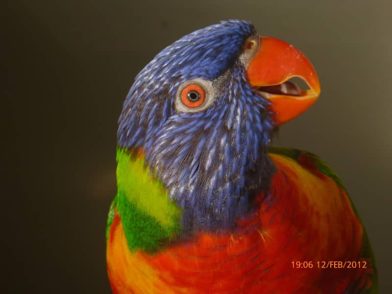 Housesitting assignment in Dunedin, New Zealand