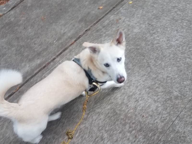 Housesitting assignment in Lake Oswego, Oregon, United States