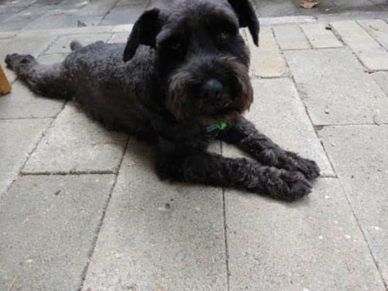 Housesitting assignment in Mossy Point, New South Wales, Australia