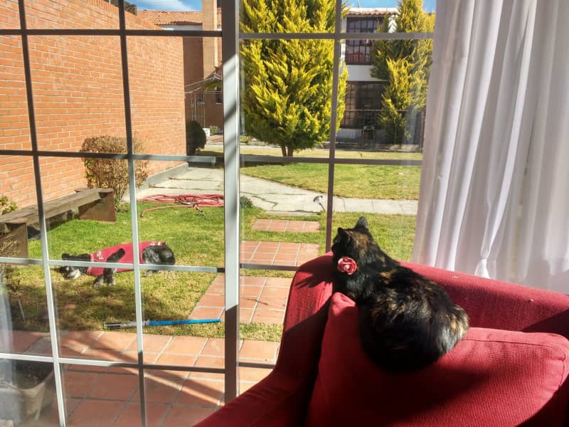 Housesitting assignment in Pachuca de Soto, Mexico