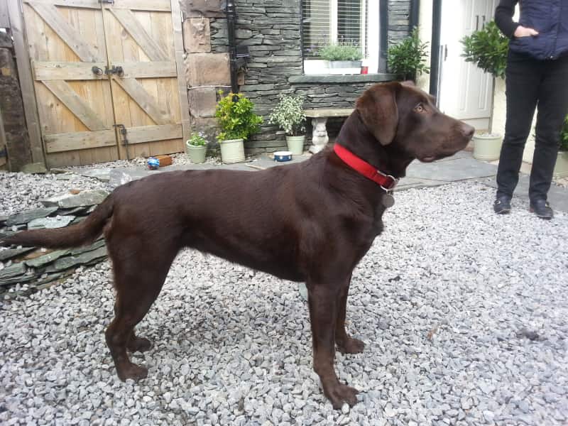 Housesitting assignment in York, United Kingdom
