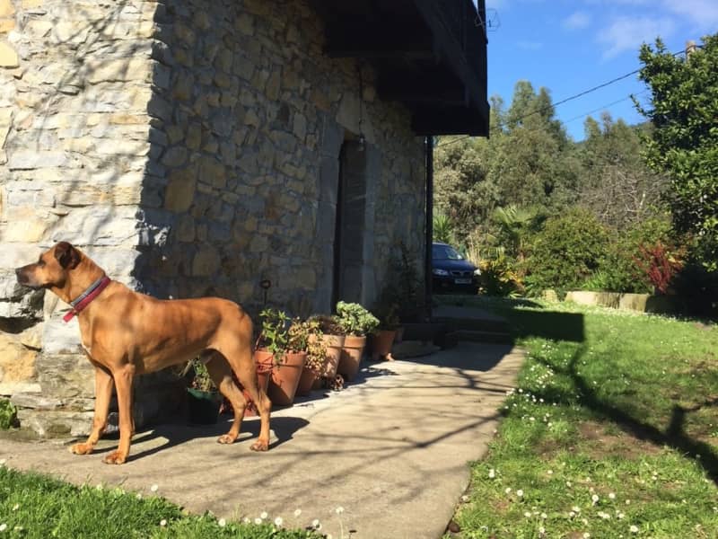 Housesitting assignment in Los Cabos, Spain