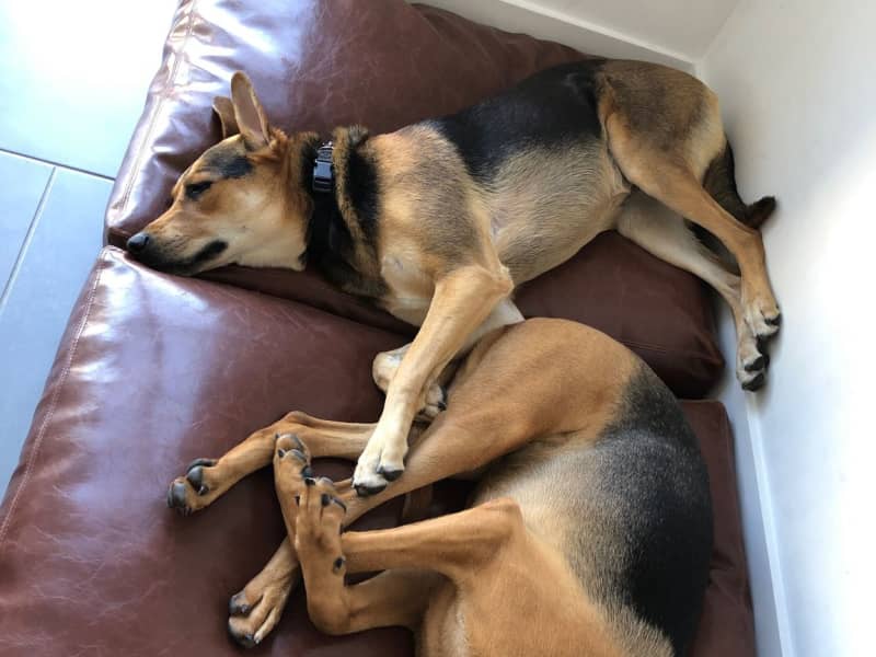 Housesitting assignment in Miami, Florida, United States