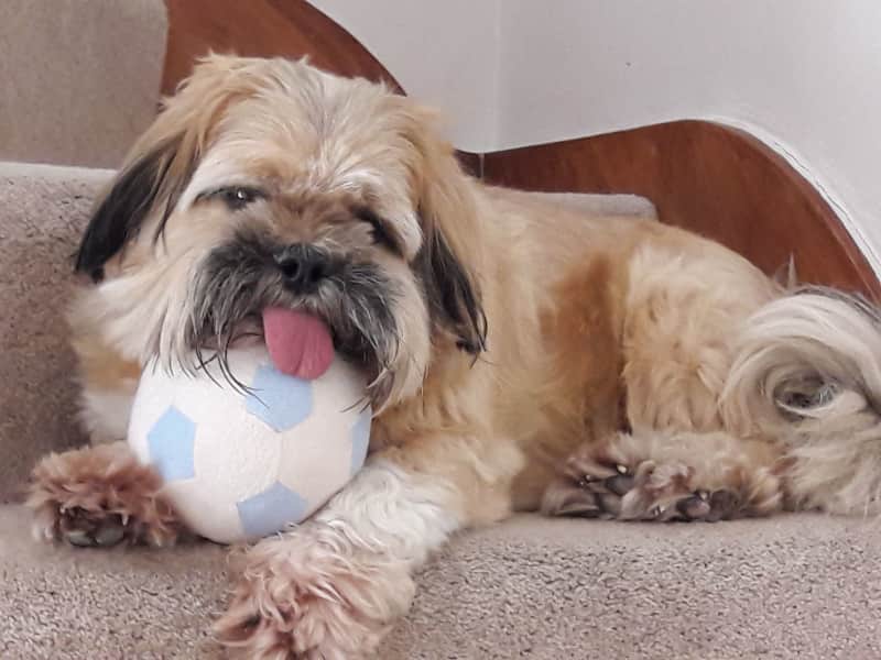 Housesitting assignment in Sheffield, United Kingdom