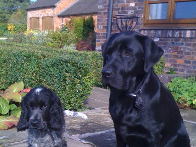 Housesitting assignment in Ampleforth, United Kingdom