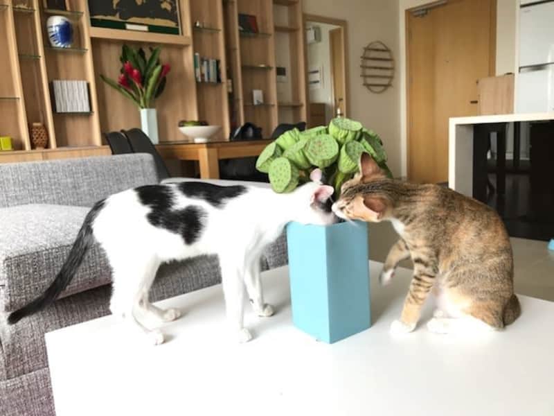 Housesitting assignment in Ho Chi Minh City, Vietnam