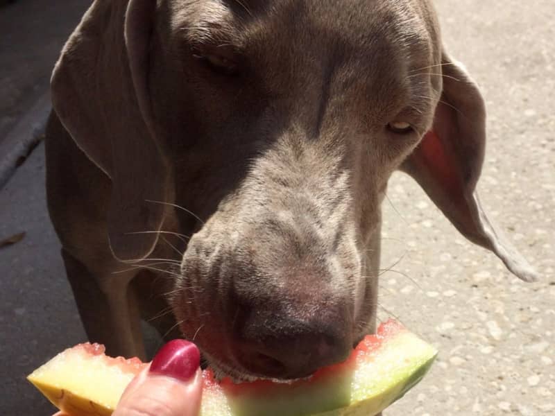 Housesitting assignment in Lakeland, Florida, United States