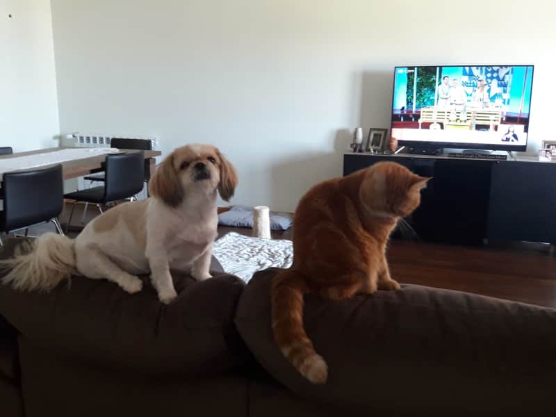 Housesitting assignment in Porto, Portugal