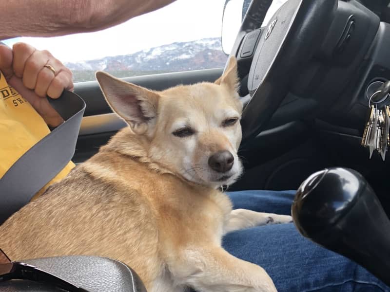 Housesitting assignment in Park City, Utah, United States