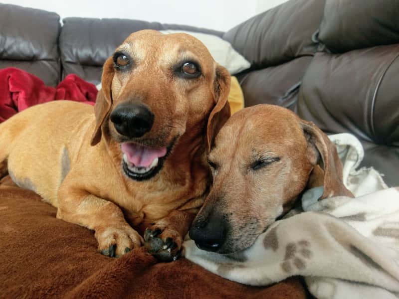 Housesitting assignment in Southwick, United Kingdom