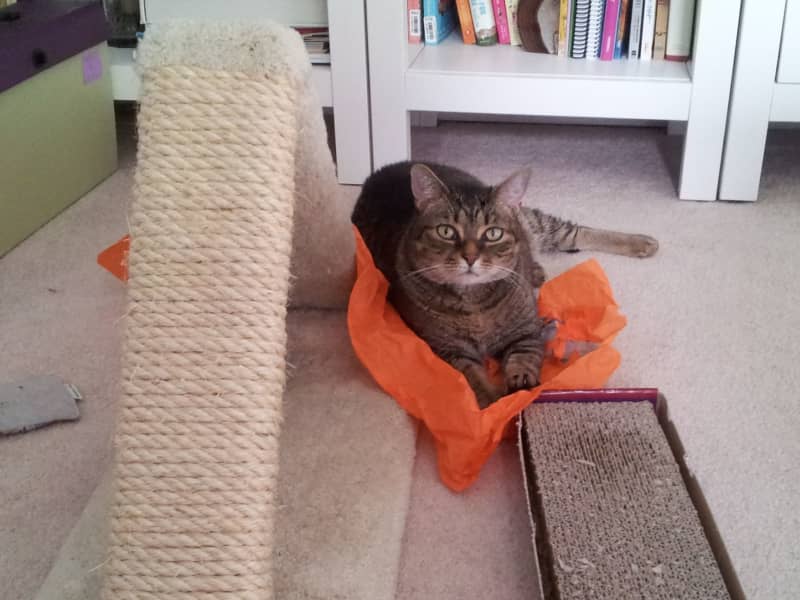 Housesitting assignment in Mount Pleasant, South Carolina, United States