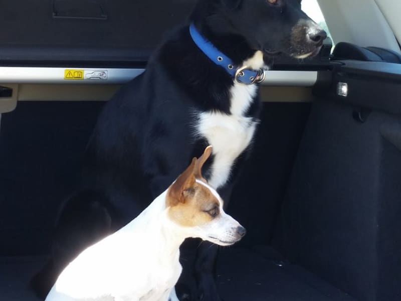 Housesitting assignment in Cowra, New South Wales, Australia