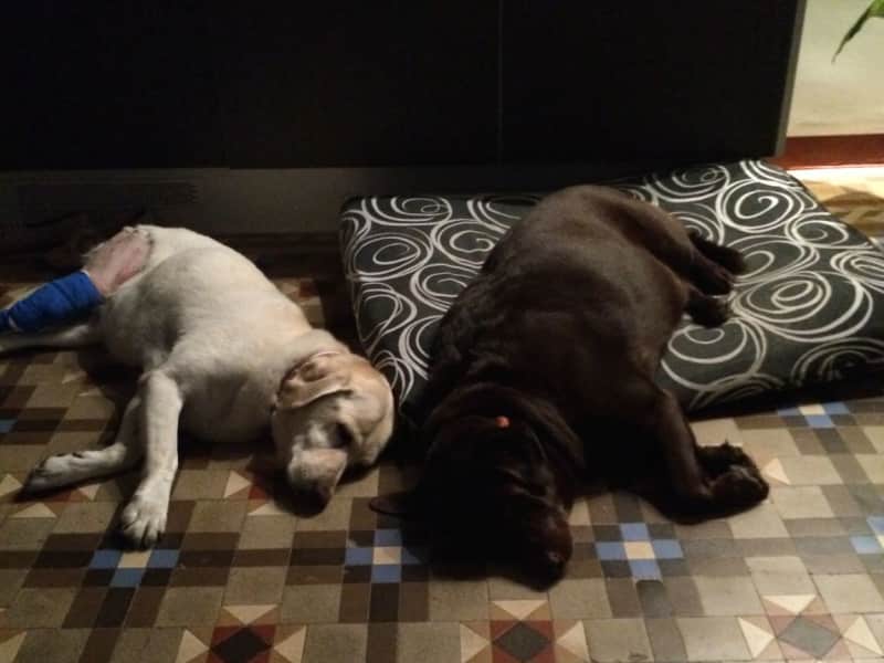Housesitting assignment in Óbidos, Portugal