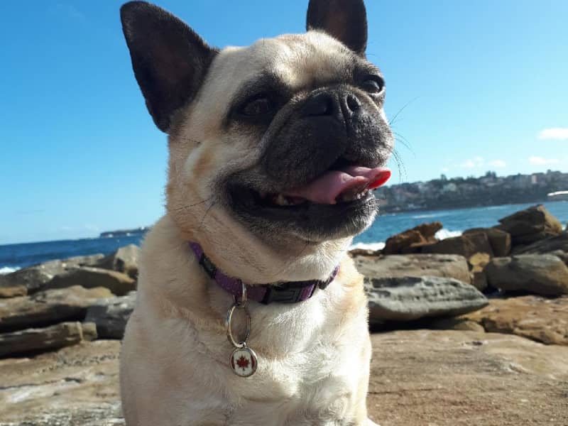 Housesitting assignment in Clovelly, New South Wales, Australia