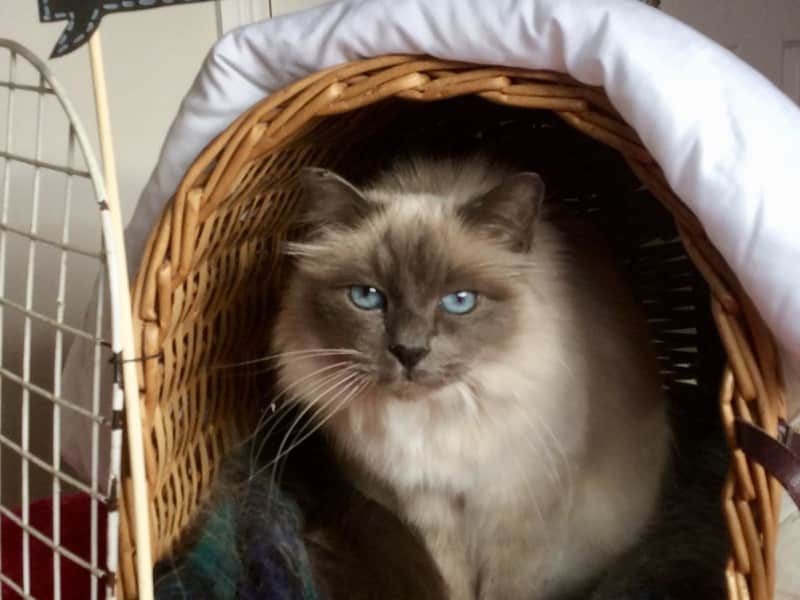 Housesitting assignment in Bracknell, United Kingdom