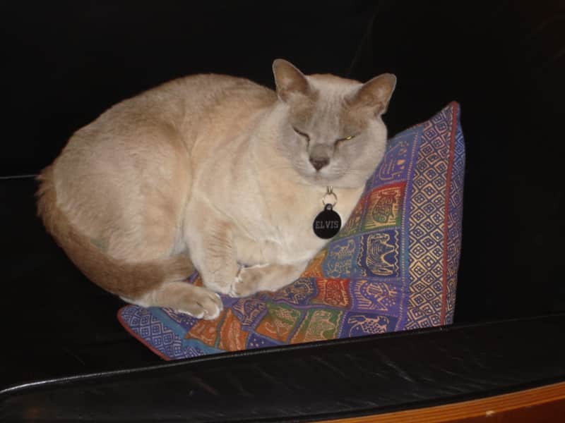 Housesitting assignment in Leichhardt, New South Wales, Australia