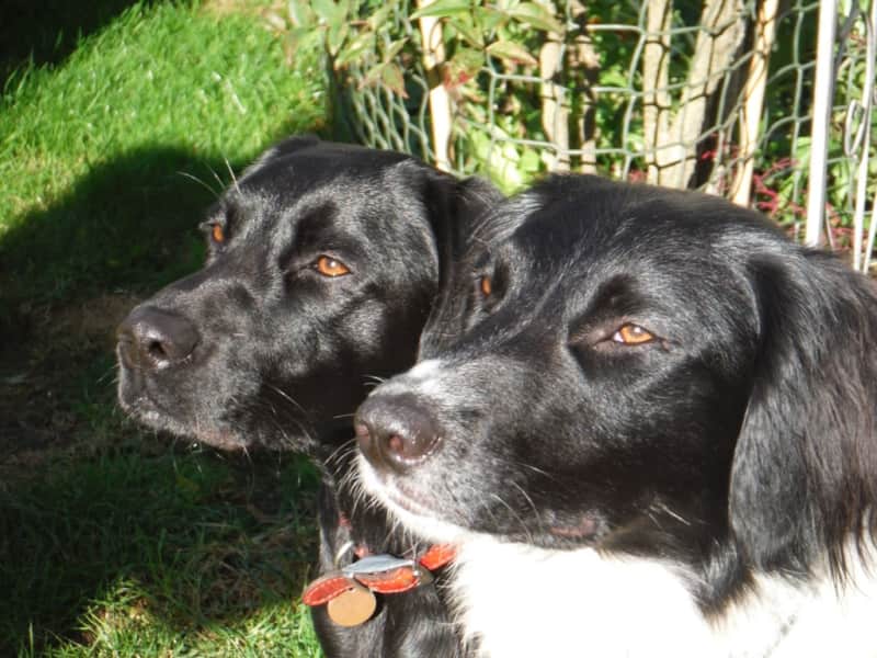 Housesitting assignment in Woodbury, United Kingdom