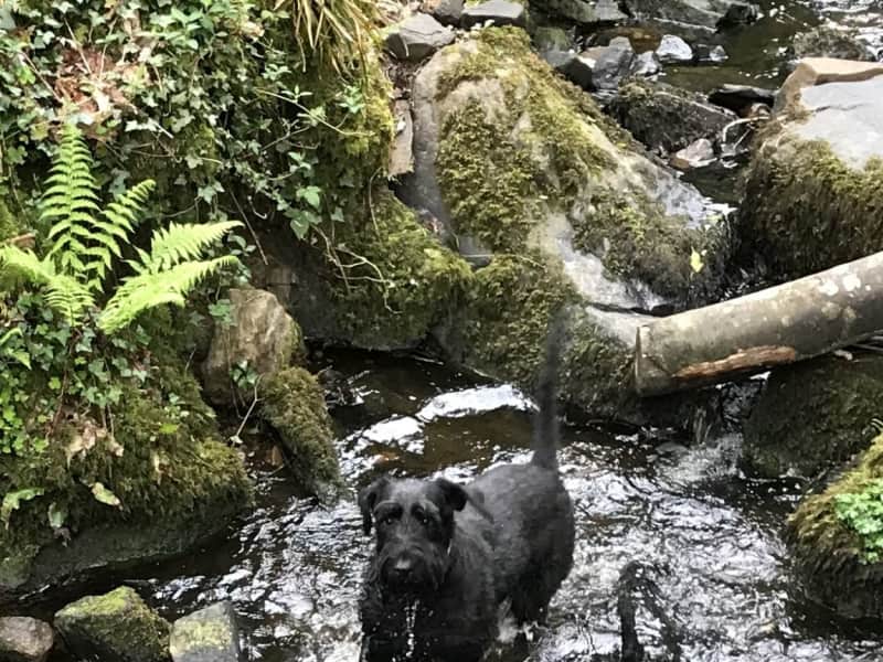 Housesitting assignment in Killaloe, Ireland