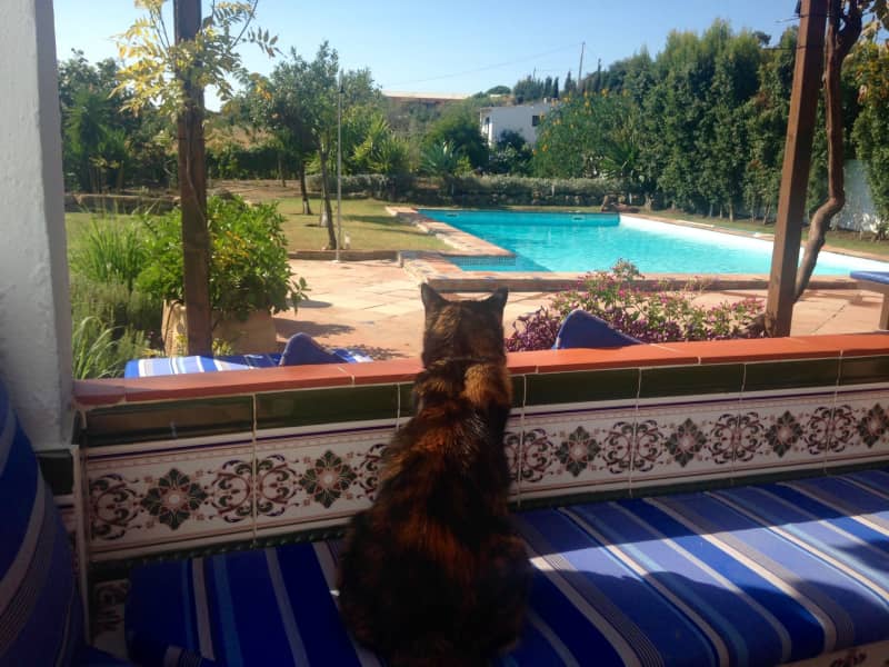 Housesitting assignment in Estepona, Spain