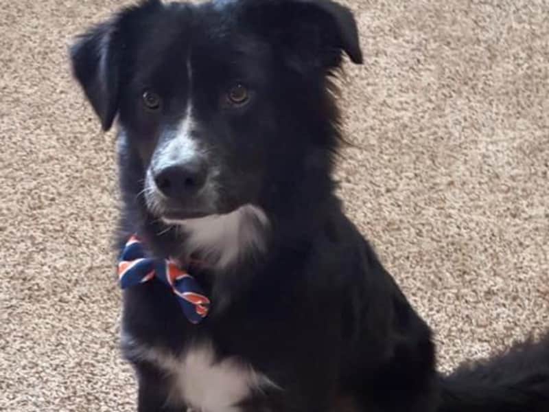 Housesitting assignment in Denver, Colorado, United States