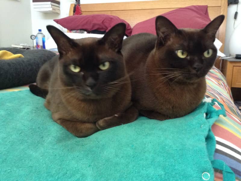 Housesitting assignment in Kiama, New South Wales, Australia